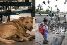 Photo of दिल्ली में आवारा कुत्तों तो मुंबई में कबूतरों पर विवाद…
