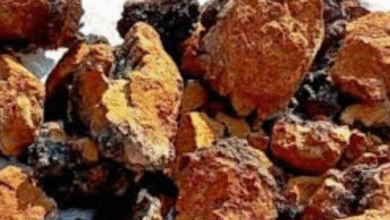 Photo of हिमालय में मिला ‘कैंसर फाइटर’ मशरूम !