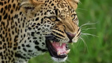 Photo of  कोटद्वार: भतकोट गांव में घर के आंगन में खेल रही चार साल की बच्ची को गुलदार ने मार डाला